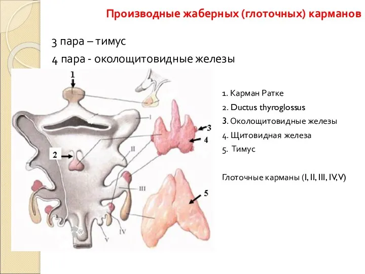 3 пара – тимус 4 пара - околощитовидные железы 1.