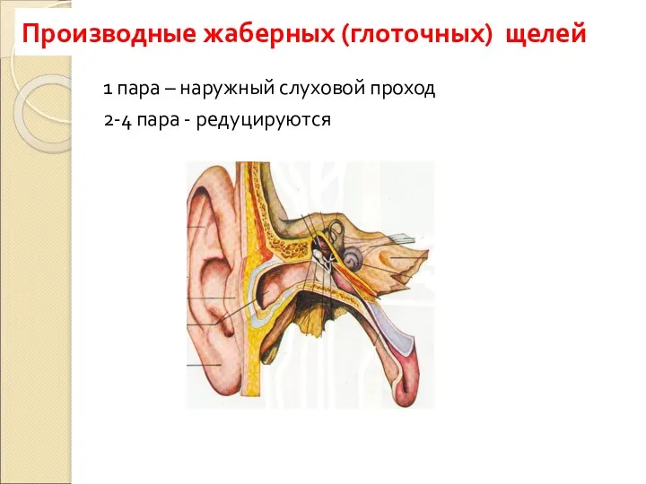 1 пара – наружный слуховой проход 2-4 пара - редуцируются Производные жаберных (глоточных) щелей