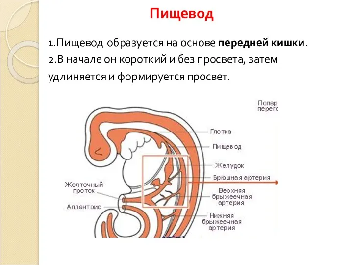 1.Пищевод образуется на основе передней кишки. 2.В начале он короткий