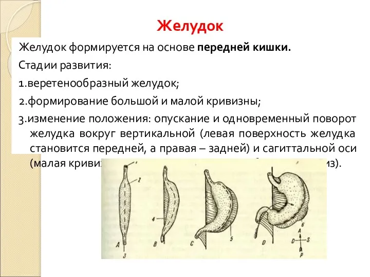 Желудок формируется на основе передней кишки. Стадии развития: 1.веретенообразный желудок;