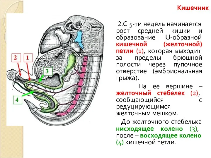 2.С 5-ти недель начинается рост средней кишки и образование U-образной