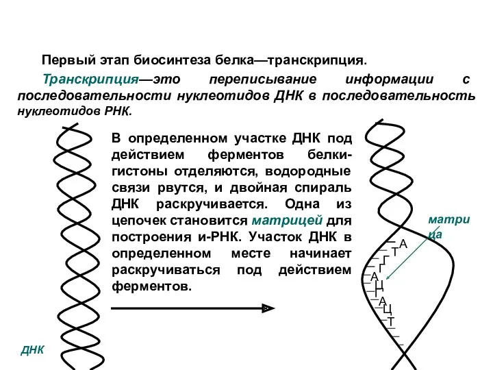 Первый этап биосинтеза белка—транскрипция. Транскрипция—это переписывание информации с последовательности нуклеотидов