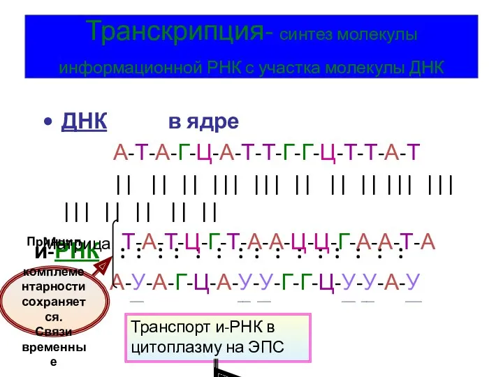 Транскрипция- синтез молекулы информационной РНК с участка молекулы ДНК и-РНК