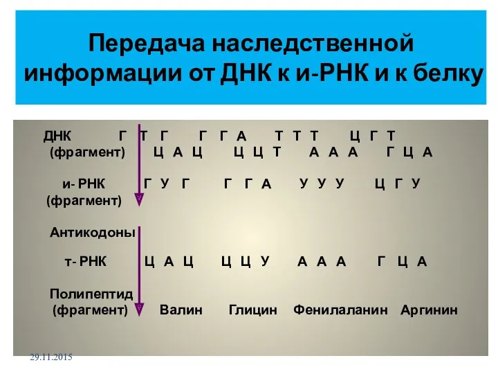 Передача наследственной информации от ДНК к и-РНК и к белку