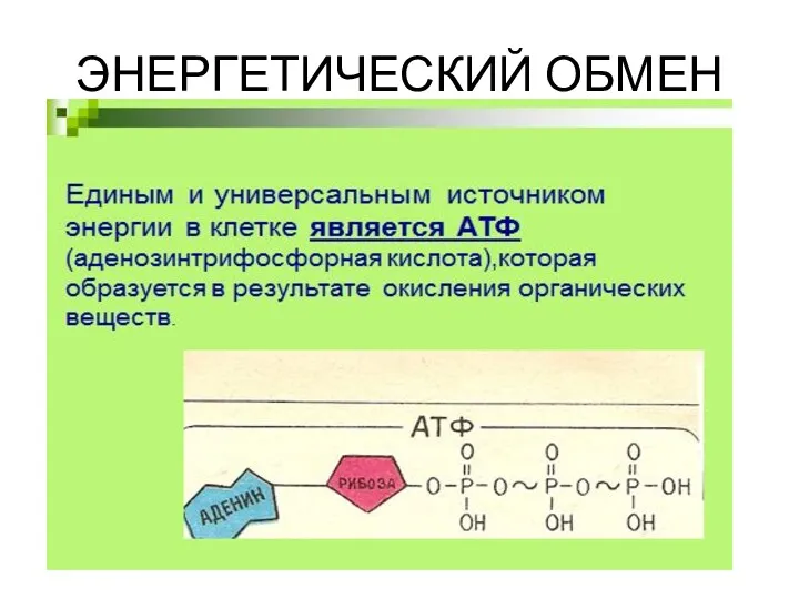 ЭНЕРГЕТИЧЕСКИЙ ОБМЕН