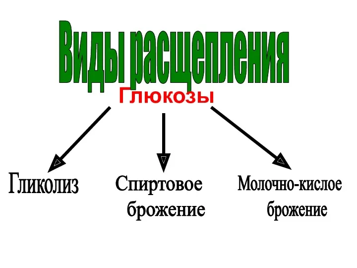 Где: В митохондриях. Виды расщепления Гликолиз Спиртовое брожение Молочно-кислое брожение Глюкозы