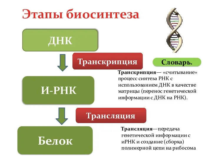 Этапы биосинтеза Словарь. И-РНК Транскрипция— «считывание» процесс синтеза РНК с