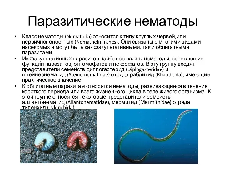 Паразитические нематоды Класс нематоды (Nematoda) относится к типу круглых червей,или