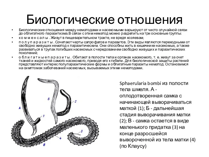 Биологические отношения Биологические отношения между нематодами и насекомыми варьируют от