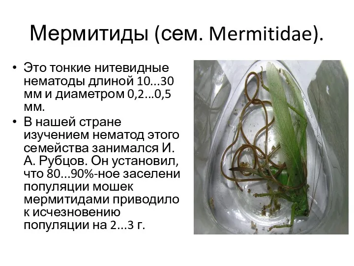 Мермитиды (сем. Mermitidae). Это тонкие нитевидные нематоды длиной 10...30 мм