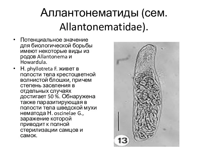 Аллантонематиды (сем. Allantonematidae). Потенциальное значение для биологической борьбы имеют некоторые