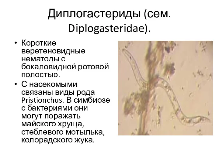 Диплогастериды (сем. Diplogasteridae). Короткие веретеновидные нематоды с бокаловидной ротовой полостью.