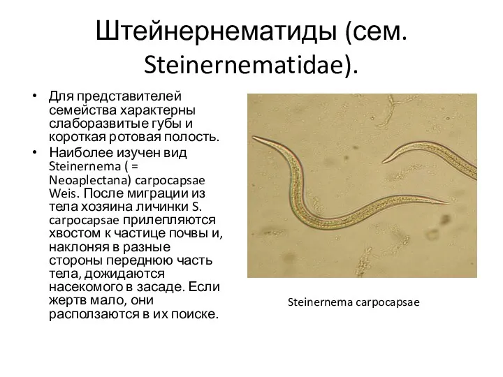 Штейнернематиды (сем. Steinernematidae). Для представителей семейства характерны слаборазвитые губы и