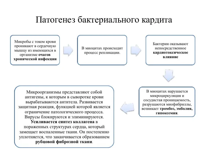 Патогенез бактериального кардита