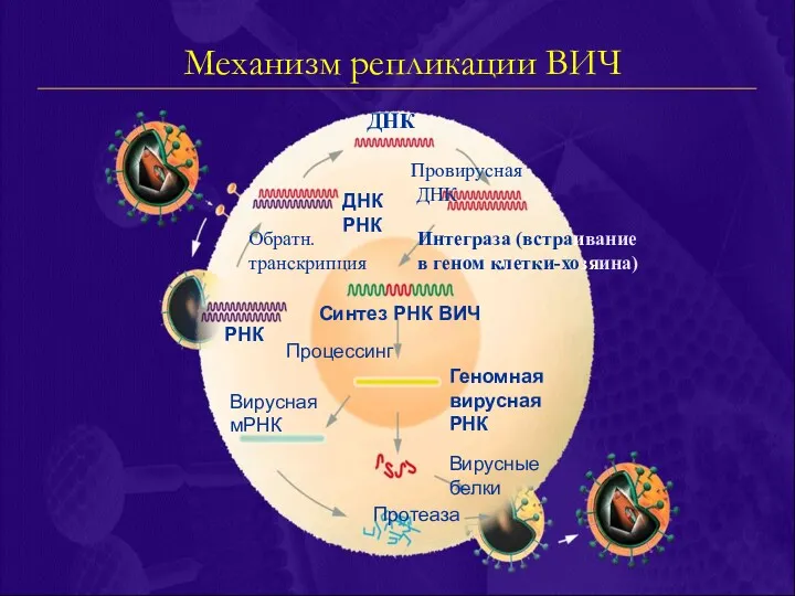 РНК Механизм репликации ВИЧ Обратн. транскрипция ДНК РНК ДНК Провирусная