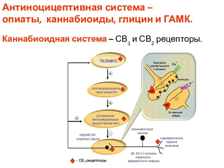 Антиноцицептивная система – опиаты, каннабиоиды, глицин и ГАМК. Каннабиоидная система – СВ1 и СВ2 рецепторы.