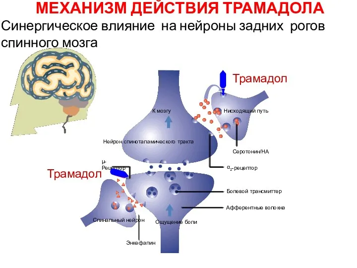 Серотонин/НА µ-Рецептор К мозгу Нисходящий путь Нейрон спиноталамического тракта Болевой