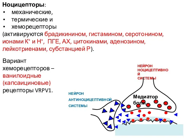 Ноцицепторы: механические, термические и хеморецепторы (активируются брадикинином, гистамином, серотонином, ионами