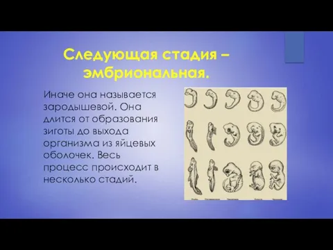 Следующая стадия – эмбриональная. Иначе она называется зародышевой. Она длится