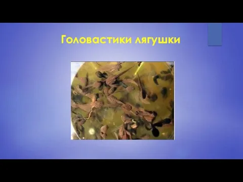 Головастики лягушки