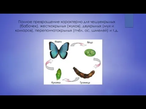 Полное превращение характерно для чешуекрылых (бабочек), жесткокрылых (жуков), двукрылых (мух