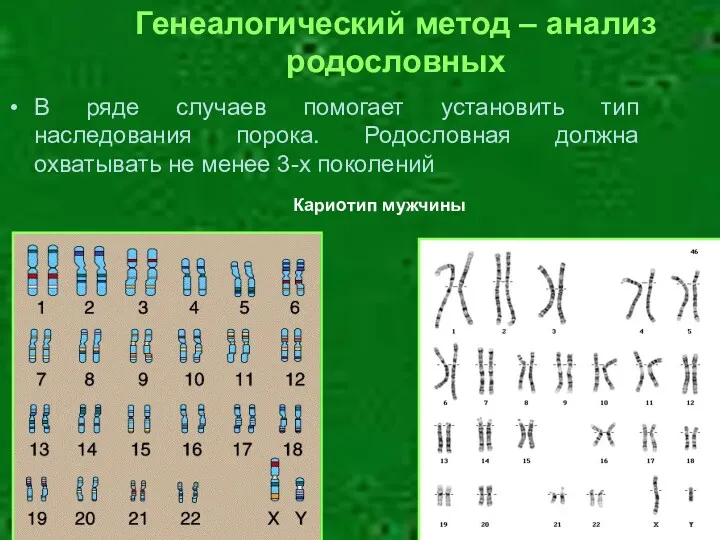 Генеалогический метод – анализ родословных В ряде случаев помогает установить