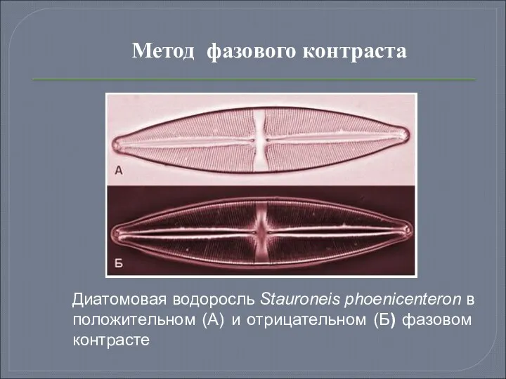 Метод фазового контраста Диатомовая водоросль Stauroneis phoenicenteron в положительном (А) и отрицательном (Б) фазовом контрасте