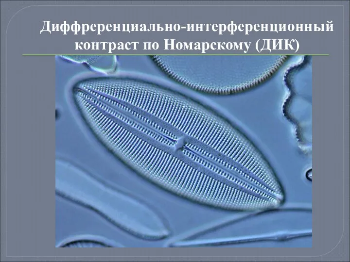 Диффреренциально-интерференционный контраст по Номарскому (ДИК)