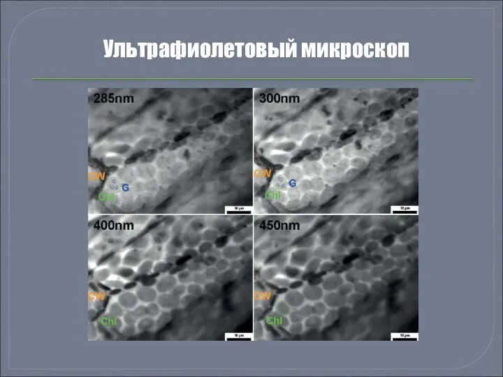 Ультрафиолетовый микроскоп