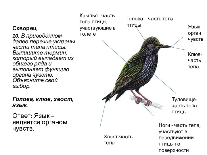 Скворец 10. В приведённом далее перечне указаны части тела птицы.