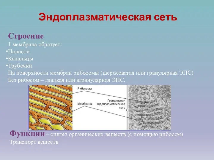 Эндоплазматическая сеть Строение 1 мембрана образует: Полости Канальцы Трубочки На