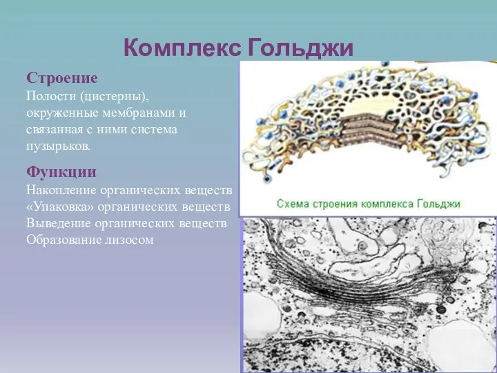Комплекс Гольджи Строение Полости (цистерны), окруженные мембранами и связанная с