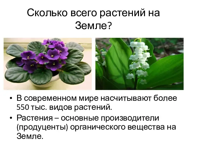 Сколько всего растений на Земле? В современном мире насчитывают более