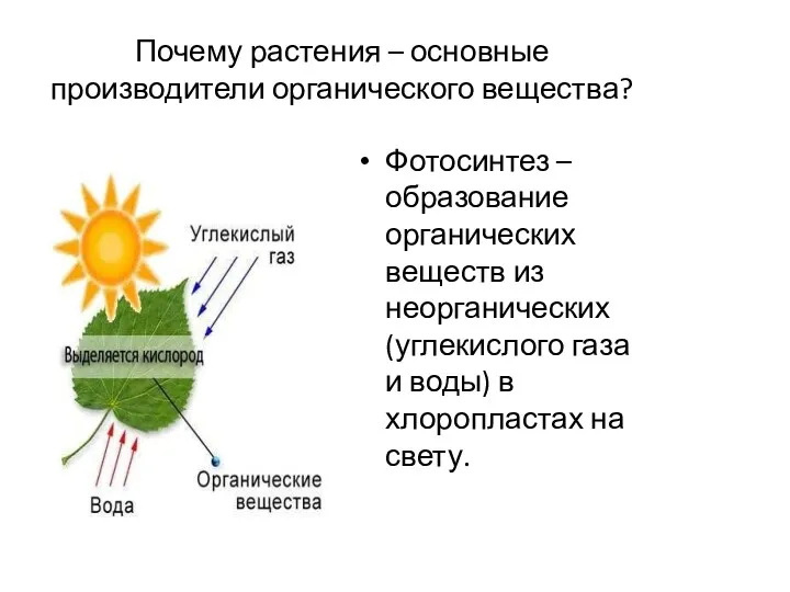 Почему растения – основные производители органического вещества? Фотосинтез – образование