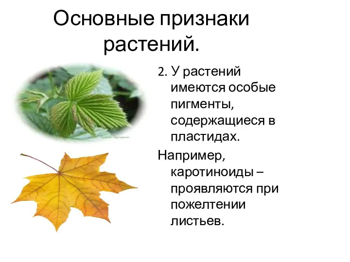 Основные признаки растений. 2. У растений имеются особые пигменты, содержащиеся