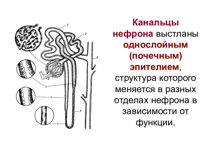 Канальцы нефрона выстланы однослойным (почечным) эпителием, структура которого меняется в