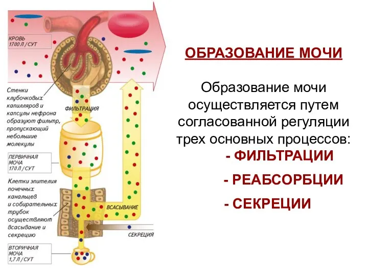 ОБРАЗОВАНИЕ МОЧИ Образование мочи осуществляется путем согласованной регуляции трех основных