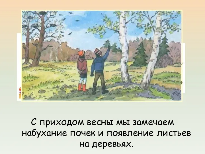 Работа в парах. С приходом весны мы замечаем набухание почек и появление листьев на деревьях.