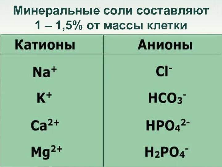 Минеральные соли составляют 1 – 1,5% от массы клетки