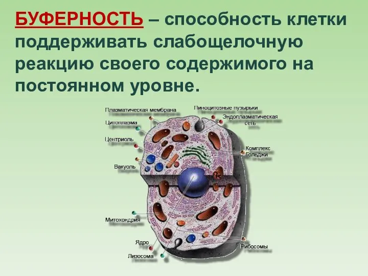 БУФЕРНОСТЬ – способность клетки поддерживать слабощелочную реакцию своего содержимого на постоянном уровне.