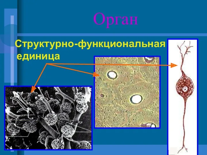 Орган Структурно-функциональная единица