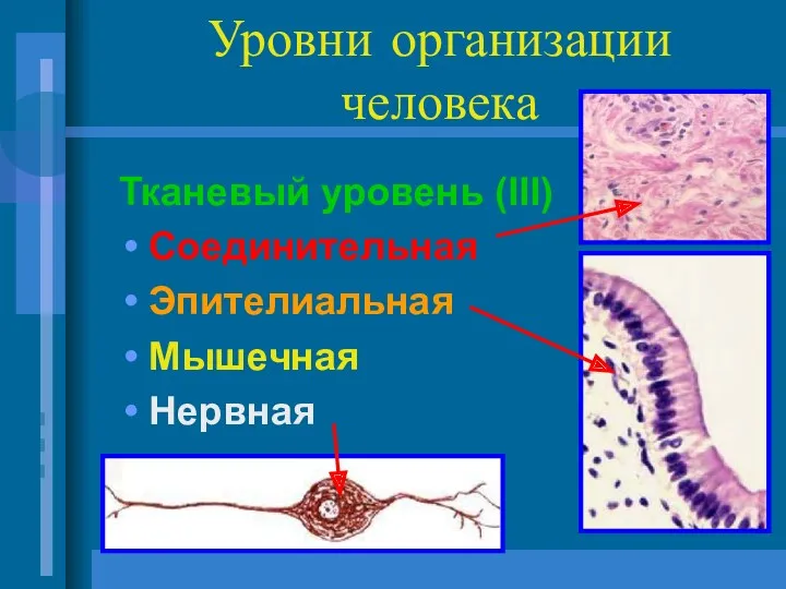 Уровни организации человека Тканевый уровень (III) Соединительная Эпителиальная Мышечная Нервная