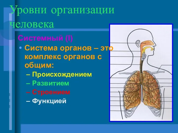 Уровни организации человека Системный (I) Система органов – это комплекс органов с общим: