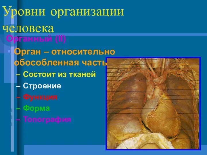 Уровни организации человека Органный (II) Орган – относительно обособленная часть Состоит из тканей
