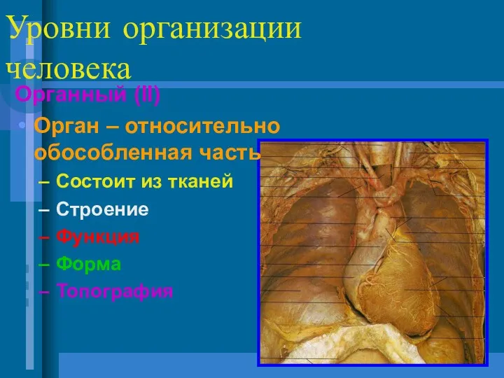 Уровни организации человека Органный (II) Орган – относительно обособленная часть