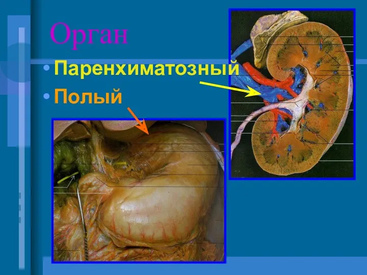 Орган Паренхиматозный Полый