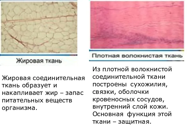 Жировая соединительная ткань образует и накапливает жир – запас питательных