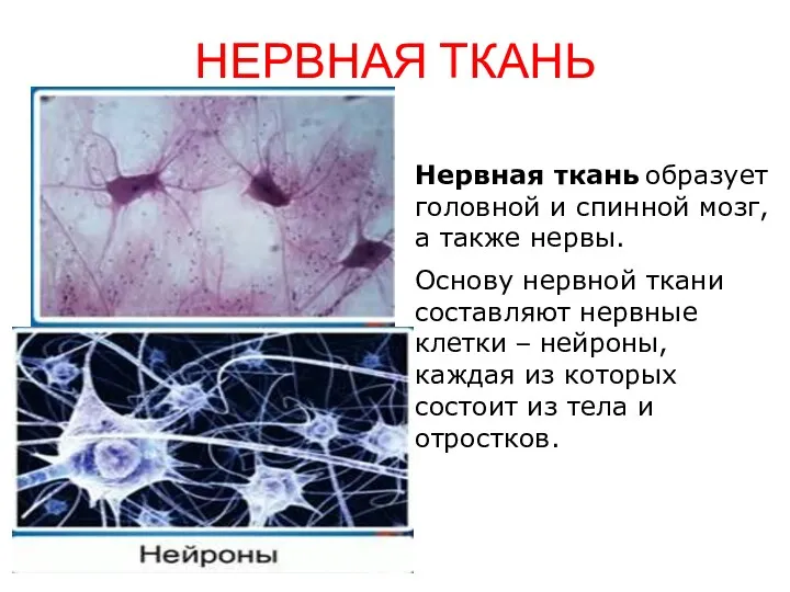 НЕРВНАЯ ТКАНЬ Нервная ткань образует головной и спинной мозг, а также нервы. Основу