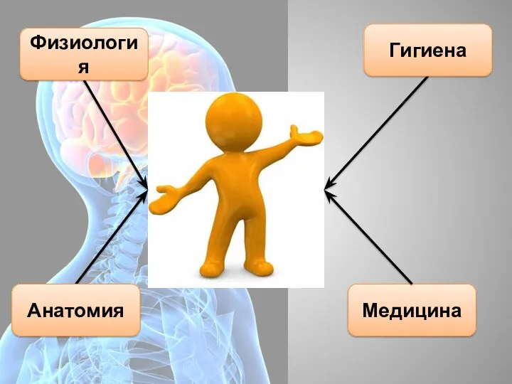 Физиология Анатомия Гигиена Медицина