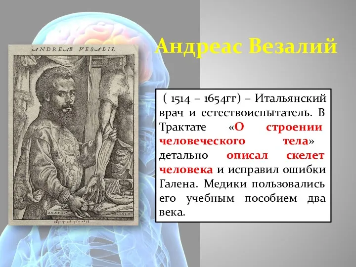 Андреас Везалий ( 1514 – 1654гг) – Итальянский врач и